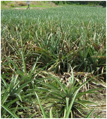 Pineapple [Ananas comosus) plantation affected by waterlogging due to Phytophthora spp. (La Tebaida, Colombia). Photo: G. Fischer.
