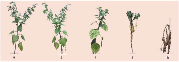 Symptomatology of cape gooseberry plants through 0, 2, 4, 6, and 8 d of waterlogging, at 50 d after the beginning of waterlogging (modified from Aldana et al. (2014), with permission of Revista de la Academia Colombiana de Ciencias Básicas Exactas, Físicas y Naturales).