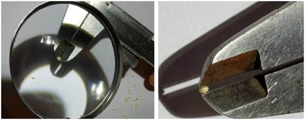 Length, width, and thickness measurements of the quinoa grain.