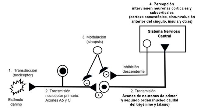 Eventos electrofisiológicos en relación con la nocicepción.
