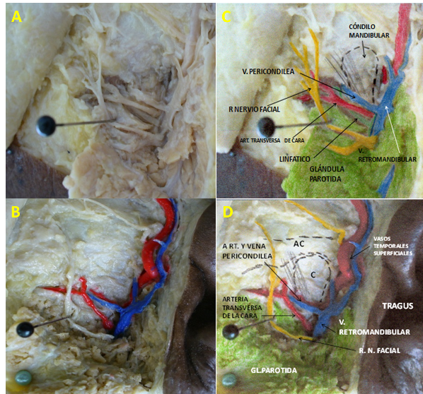 A (Disección y separación de las estructuras venosas con otras estructuras). B (Identificación de arterias y venas).C (Reconocimiento de la vena para la medición de variables). D (Relaciones entre la vena pericondílea y otras estructuras)