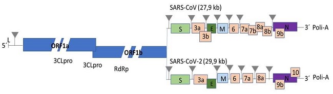 Esquematización de la estructura genómica de coronavirus SARS-CoV y SARS-CoV-2.
