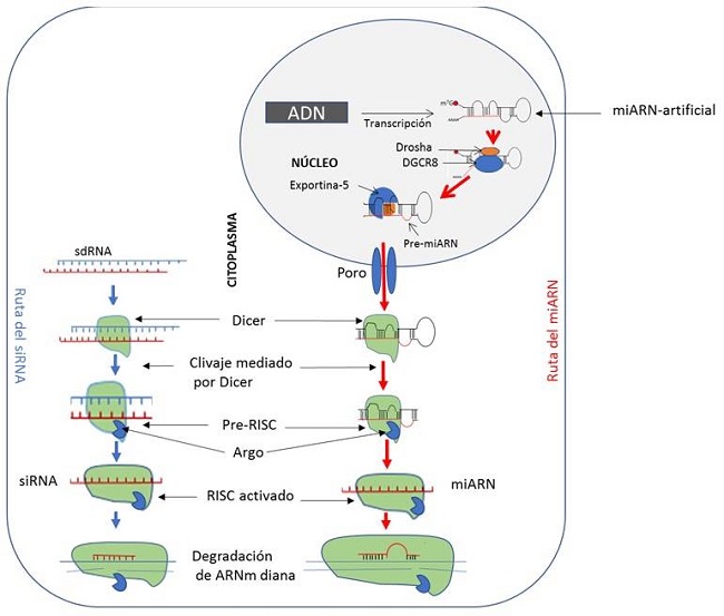 Rutas de los miARN y siRNA en mamíferos