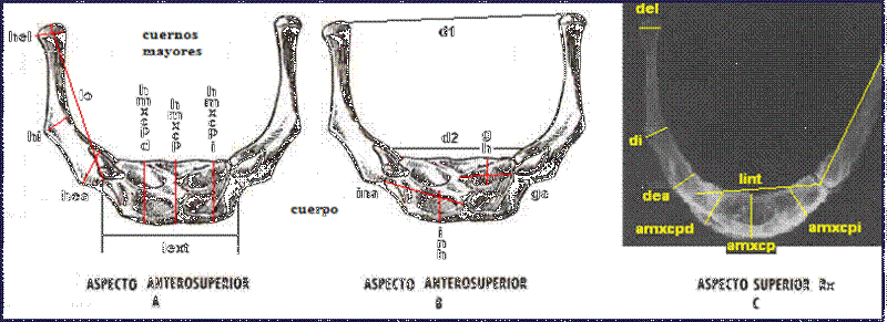 Mediciones del hioides