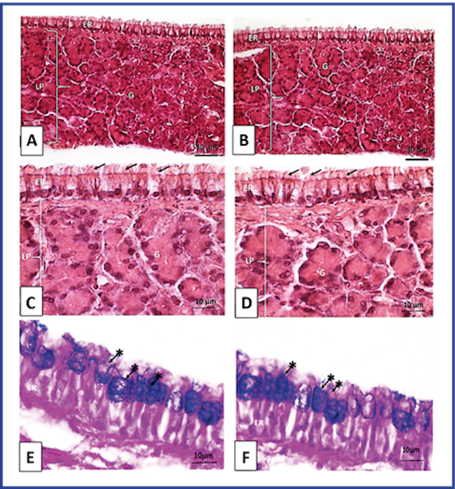 Optical photomicrography of the respiratory mucosa of Wistar rats. T3 Maxillary sinus. A, C and E: Control group. B, D and F: Group treated with NeuroEPO. ER: respiratory epithelium, LP: self-contained payroll, Arrows: cilia, G: glands. Staining with H/E. A and B magnification 400X. C and D magnification 1000X. PAS/Blue Coloration of Alci&aacute;n. E and F Magnification 1000X. Arrows with asterisks: goblet cells. 