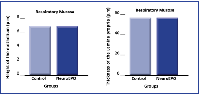 Height of the epithelium and thickness of the lamina propria of the respiratory mucosa of Wistar rats. Groups control and treated with NeuroEPO. Significance level p >0.05.