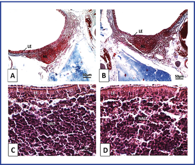Optical photomicrography of lymphoepithelium and NALT of Wistar rats. T3. Mucosa of the lateral wall of the anterior orifice of the nasopharyngeal duct). A and C: Control group. B and D: Group treated with NeuroEPO. LE: lymphoepithelium, NL: lymph nodes. NALT: lymphatic tissue associated with the nasal mucosa. A and B Coloration with Mallory's Trichromics. Magnification 100X. C and D Staining with H/E. Magnification 1000X.