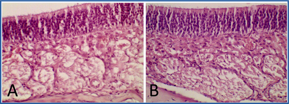 Optical photomicrograph of the olfactory mucosa of Wistar rats. T3. Dorsal meatus. A: Control group. B: Group treated with NeuroEPO. OA, olfactory epithelium. LP: Lamina propia. Hematoxylin and eosin staining. 400X magnification.