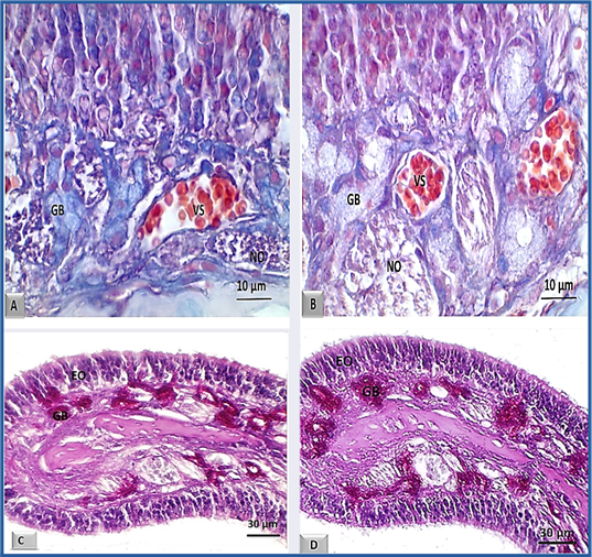 Optical photomicrograph of the olfactory mucosa of Wistar rats. T3. A and C: Control group. B and D: Group treated with NeuroEPO. OA, olfactory epithelium. GB: Bowman's gland, VS: blood vessels, NO: olfactory nerve. A and B: Mallory trichrome staining. Magnification 1000X. C and D: PAS staining. 400X magnification.