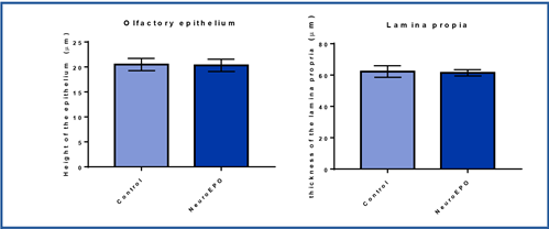 Height of the olfactory epithelium and thickness of the lamina propria of the olfactory mucosa of Wistar rats. Control groups and treated with NeuroEPO. Significance level p >0.05.