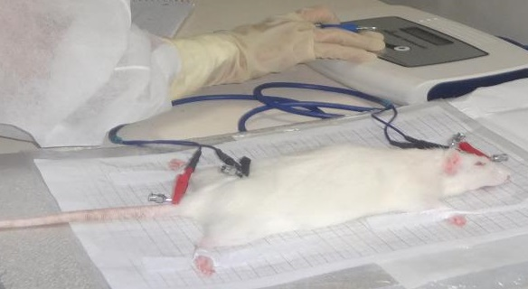 -Procedure for recording bioelectric variables in anesthetized Wistar rats. Insertion of long 26�G metal needles and placement of electrodes of the BODYSTAT QuadScan 4000 analyzer that inject the current (red = positive) located outwards, and those that register (black = negative) inwards.