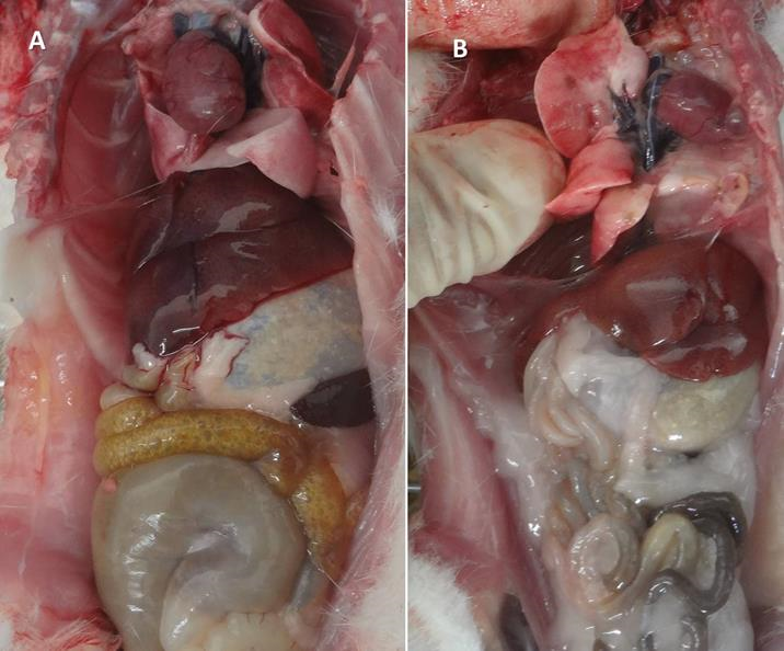 Observation and identification of adipose tissue in compartments located in the abdominal and thoracic cavities.