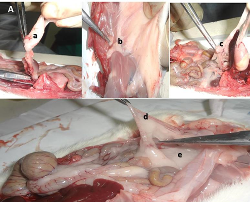 -Dissection and separation of adipose tissue in compartments located in the abdominal and thoracic cavities in rats from the experimental group that received a minimum dose.