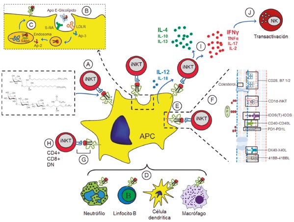 Factores involucrados en los diferentes mecanismos de activaci&oacute;n y polarizaci&oacute;n de las c&eacute;lulas iNKT. A. Ant&iacute;genos reconocidos por las c&eacute;lulas iNKT; se diferencian en el tipo de uni&oacute;n de las colas lip&iacute;dicas con los az&uacute;cares. Existen dos tipos principales: esfingosina y diacilglicerol y los az&uacute;cares galactosa y glucosa. B, C. Procesamiento e internalizaci&oacute;n del ant&iacute;geno; este es reconocido e internalizado por el receptor de lipoprote&iacute;nas de baja densidad (LDLR) en uni&oacute;n con la apolipoprote&iacute;na E (Apo E) y con la cooperaci&oacute;n de los receptores tipo scavenger (SR). Una vez internalizado, el ant&iacute;geno es reconocido por prote&iacute;nas adaptadoras (AP) que lo transportan al sistema vesicular-endosomal, donde es procesado y transportado a la membrana celular para ser reconocido por el TCR de la c&eacute;lula iNKT. D. La c&eacute;lula presentadora de ant&iacute;geno determina la polarizaci&oacute;n; el marcador CD1d est&aacute; presente en las c&eacute;lulas dendr&iacute;ticas, linfocitos B, macr&oacute;fagos y neutr&oacute;filos, que act&uacute;an como c&eacute;lulas presentadoras de ant&iacute;geno a las iNKT. Se ha demostrado que algunas de estas c&eacute;lulas pueden polarizar la respuesta inmune: las c&eacute;lulas dendr&iacute;ticas hacia un perfil Th1 y las c&eacute;lulas B hacia un perfil Th2. E, F. Balsas lip&iacute;dicas y se&ntilde;ales coestimuladoras: regiones ricas en esfingol&iacute;pidos y colesterol en la membrana celular se denominan balsas lip&iacute;dicas, y se ha demostrado la presencia de mol&eacute;culas CD1d en estas regiones, adem&aacute;s de se&ntilde;ales coestimuladoras que cooperan a la polarizaci&oacute;n de la respuesta inmune. Es as&iacute; como se&ntilde;ales coestimuladoras, CD28-B7.1,B7.2, 4-1BB, CD40-CD40L, potencian la producci&oacute;n de anticuerpos tipo Th1 por las c&eacute;lulas iNKT, y OX40-0X40L y TIM lo hacen hacia un perfil Th2; su presencia var&iacute;a de acuerdo con las c&eacute;lulas presentadoras de ant&iacute;geno. G. efecto de la afinidad CD1d-ant&iacute;geno-TCR: se ha demostrado que las colas lip&iacute;dicas median la estabilidad de la interacci&oacute;n entre el ant&iacute;geno y el TCR. H. Subpoblaciones de iNKT: la presencia/ausencia de marcadores como CD4 y CD8 indica el estado de maduraci&oacute;n de las c&eacute;lulas iNKT. I. La activaci&oacute;n de las c&eacute;lulas iNKT polariza la respuesta hacia perfiles inmunes: tipo Th1 con aumento de IL-12 e IL-18; tipo Th2 con aumento de IL-25; tipo Th17 con aumento de IL-17, adem&aacute;s de la participaci&oacute;n de otros factores como el tipo de ant&iacute;geno o de c&eacute;lula presentadora y las se&ntilde;ales coestimuladoras, entre otros, para estas diferencias en las respuestas. J. Transactivaci&oacute;n: adem&aacute;s de la activaci&oacute;n de las c&eacute;lulas iNKT tambi&eacute;n se activan otras c&eacute;lulas en respuesta a las citosinas generadas por estas, como las c&eacute;lulas NK en respuesta a citocinas Th1 y se&ntilde;ales coestimuladoras