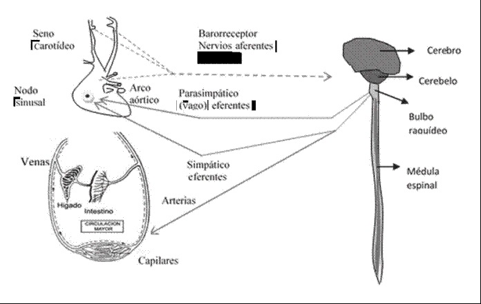 Reflejo barorreceptor como mecanismo de control de la presión arterial. Las lineas punteadas denotan el sistema aferente o sensor (señales de trasmision nerviosa al SNC). Las lineas continuas denotan el sistema eferente o controlador (transmision de las senales de control a traves de los sistemas simpatico y parasimpatico) hacia los actuadores (nodo sinusal y arteriolas)