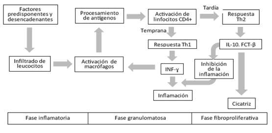 Fisiopatolog&iacute;a de la sarcoidosis card&iacute;aca. INF-γ: interferon gamma; IL-10: interleucina 10; FCT-β: factor de crecimiento tumoral beta
