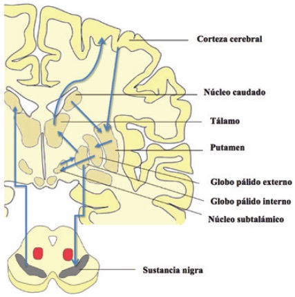 Principales vías de transmisión involucradas en la enfermedad de Parkinson. Se esquematizan las principales conexiones de la vía indirecta y directa que provocan los síntomas de la enfermedad