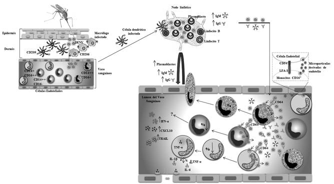 Potencial participaci&oacute;n de las subpoblaciones de monocitos en la inmupatolog&iacute;a del dengue. El virus ingresa por via cut&aacute;nea interactuando inicialmente con c&eacute;lulas residentes de la dermis (29, 31-33); posteriormente se produce la replicaci&oacute;n viral y la producci&oacute;n de anticuerpos en los n&oacute;dulos linf&aacute;ticos, generando un aumento tanto de los viriones como de los niveles de IgM e IgG en la sangre (81); una vez en el torrente sangu&iacute;neo, el virus dengue interact&uacute;a principalmente con los monocitos (60, 77), provocando la disminuci&oacute;n en el porcentaje de la supoblacion cl&aacute;sica (CD14++CD16-), junto con un aumento de la subpoblaci&oacute;n intermedia (CD14++CD16+), la cual esta asociada a una retroalimentaci&oacute;n positiva en la producci&oacute;n de plasmablastos y con esto un incremento en los niveles de anticuerpos, pontenciando posibles procesos de ADE (64). Adem&aacute;s se produce la disminuci&oacute;n de la subpoblaci&oacute;n no cl&aacute;sica (CD14+CD16++), que tiene como funci&oacute;n basal la vigilancia del endotelio (76), y son las c&eacute;lulas que contribuyen principalmente con la produccion de citoquinas proinflamatorias asociadas a la disrupci&oacute;n de la integridad endotelial frente al virus dengue (64, 67, 69, 77, 79, 80).
