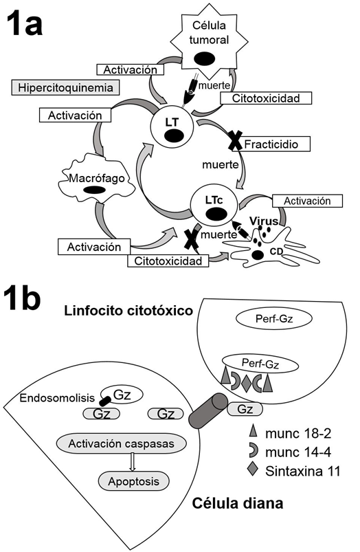 Fisiopatología de la LHH. En la figura 1a se muestra la activación de los linfocitos T citotóxicos (LTc) por las células dendríticas, la cual lleva a la lisis celular mediada por perforinas. Estos LTc a su vez se eliminan ellos mismos mediante lisis celular mediada por perforinas (fractricidio). En la LHH postrasplante se postula que el uso de medicamentos inmunosupresores induce un deterioro del fracticidio y la eliminación de las células presentadoras de antígenos (vías señaladas con “X”), lo cual perpetúa la respuesta inmune. Figura 1b: esquema de la citotoxicidad mediada por gránulos, en esta se observan las proteínas presentes en los gránulos citotóxicos de los LTc y la liberación de estos hacia las células diana. LTc: linfocito. C citotóxico. CD: célula presentadora de antígenos. Gz: granzimas. Perf: perforinas. Fuente: Modificado de Morimoto et al. y Voskoboinik et al. 4,30.