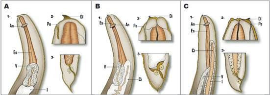 Características morfológicas de las larvas en L3 de A. Anisakis. B. Pseudoterranova. C. Contracaecum. 1: parte anterior; 2: extremo anterior; 3: extremo posterior; An: anillo nervioso; Es: esófago; V: ventrículo; I: intestino; Di: diente cuticular; Pe: poro excretor.