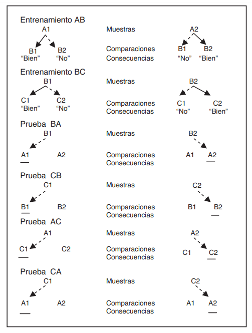 Fases del experimento.