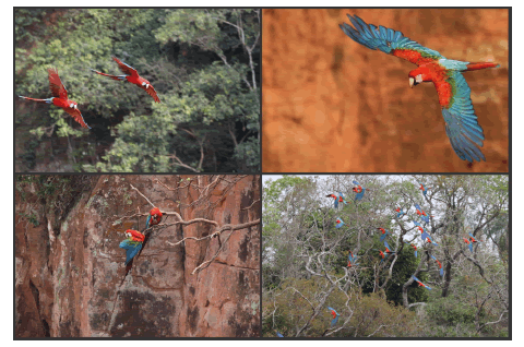  Guacamayo rojo grande (Ara chloropterus) en el Buraco das Araras