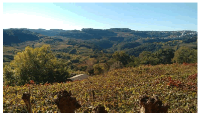 Paisaje del vi&ntilde;edo del Vale dos Vi&ntilde;edos