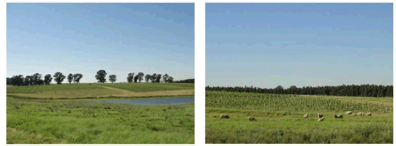 Paisaje del vi&ntilde;edo de la Campanha Ga&uacute;cha