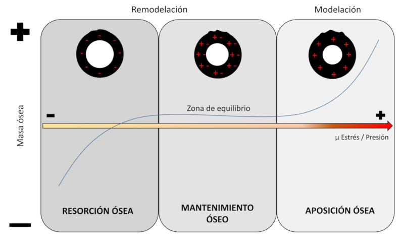Teoría mecanostática de Frost. Deformación fisiológica en relación con niveles de estrés. En situaciones de pérdida ósea hay un aumento de la remodelación, una mayor resorción frente a la formación ósea. Si aumenta la magnitud del estrés, se inicia una fase de homeostasis ósea en la cual la resorción y formación de tejido están en equilibrio. A mayores niveles de estrés hay una mayor formación de tejido óseo y menor resorción (tomado y modificado de Pivonka et al., 2018).