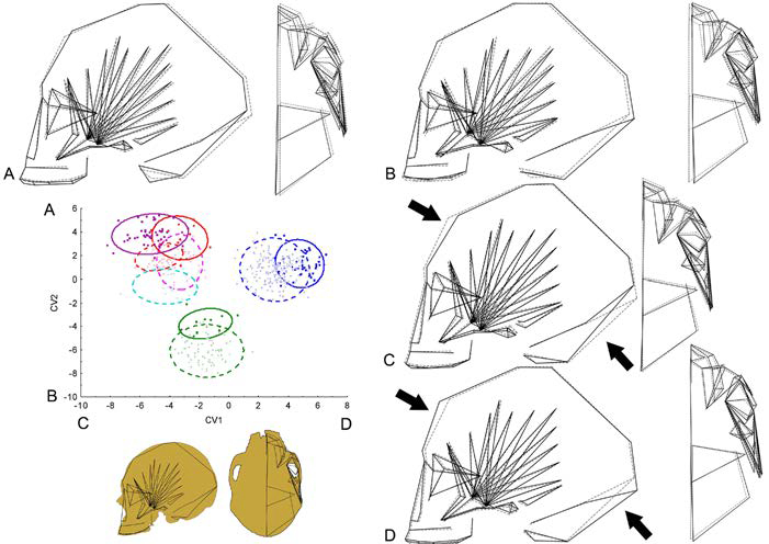 An&aacute;lisis discriminante can&oacute;nico del cr&aacute;neo entero. Gr&aacute;fico de dispersi&oacute;n de los dos primeros ejes can&oacute;nicos (VC1 vs. VC2) y pol&iacute;gonos de deformaci&oacute;n, en vista lateral izquierda y basal, de los valores extremos de cada VC. Las l&iacute;neas punteadas representan la forma promedio, y las l&iacute;neas continuas representan los valores extremos de cada VC. A) VC2 positivo; B) VC2 negativo; C) VC1 negativo; D) VC1 positivo. Cuadrados azules: DB M&eacute;xico; cruces azules: DD M&eacute;xico; cuadrados verdes: DB Ohio; cruces verdes: DD Ohio; cuadrados rojos: DB Cuyo; cruces rojas: DD Cuyo; cuadrados violetas: DB Doncellas; cruces celestes: DD Delta del Paran&aacute;; cruces rosas: DD Chubut.