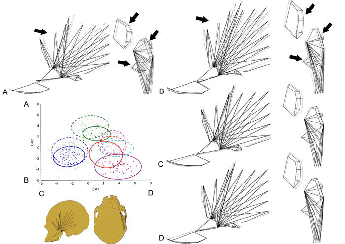 An&aacute;lisis discriminante can&oacute;nico de la regi&oacute;n masticatoria. Gr&aacute;fico de dispersi&oacute;n de los dos primeros ejes can&oacute;nicos (VC1 vs. VC2) y pol&iacute;gonos de deformaci&oacute;n, en vista lateral izquierda y basal, de los valores extremos de cada VC. Las l&iacute;neas punteadas representan la forma promedio y las l&iacute;neas continuas representan los valores extremos de cada VC. A) VC2 positivo; B) VC2 negativo; C) VC1 negativo; D) VC1 positivo. Cuadrados azules: DB M&eacute;xico; cruces azules: DD M&eacute;xico; cuadrados verdes: DB Ohio; cruces verdes: DD Ohio; cuadrados rojos: DB Cuyo; cruces rojas: DD Cuyo; cuadrados violetas: DB Doncellas; cruces celestes: DD Delta del Paran&aacute;; cruces rosas: DD Chubut.