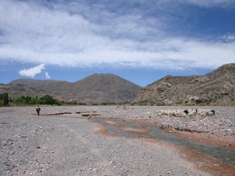 Ubicaci&oacute;n: Dentro del apartado &ldquo;Caminar juntos&rdquo;. Guiando a las ovejas por la playa hacia el rastrojo.