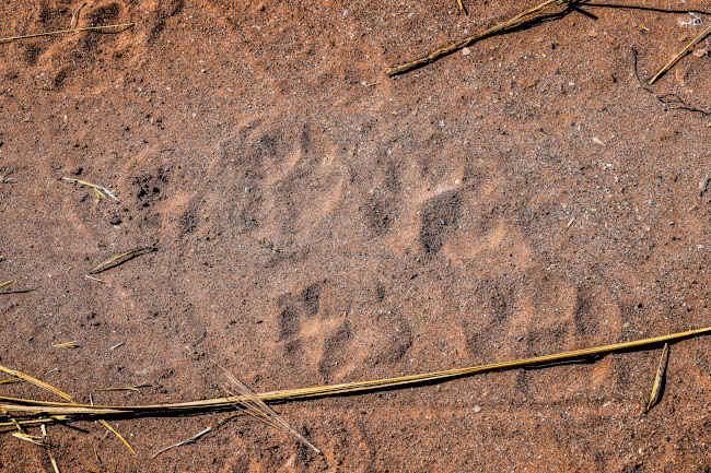 Ubicaci&oacute;n: Dentro del apartado &ldquo;Conviviendo con el enemigo&rdquo; Huellas de un puma adulto (a la derecha) con su cr&iacute;a (a la izquierda).