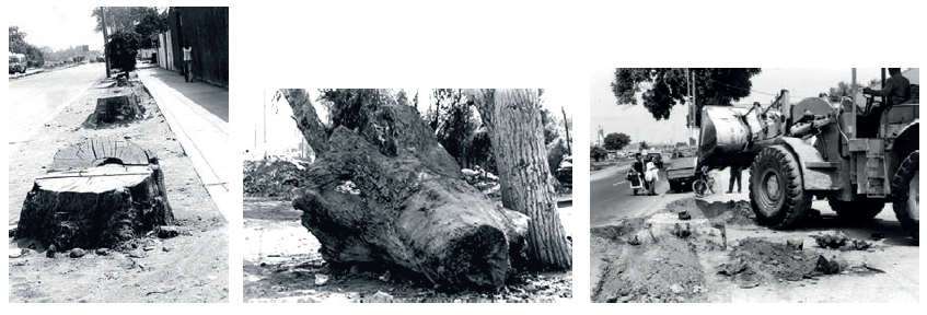 Avenida "Los Cedros de la villa"