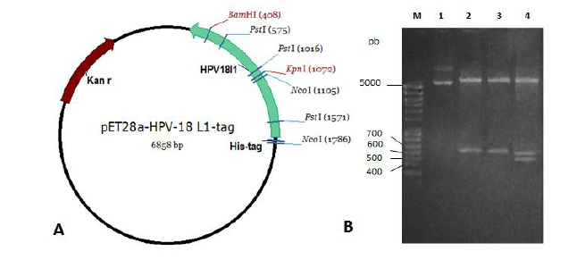 Mapa físico del plasmidio pET28a-HPV-18L1-tag (A) y electroforesis en gel de agarosa (1 %) del plasmidio nativo y analizado por restricción (B). En (B) se aplicaron las muestras siguientes: M: Patrón de peso molecular Standard 100 pb DNA Ladder (Serva, Alemania); 1: pET28a-HPV-18L1-tag nativo; 2, 3 y 4: pET28a-HPV -18L1-tag digerido con las enzimas NcoI, BamHI-KpnI y PstI, respectivamente. Abreviaturas; Kan r: gen de resistencia a kanamicina, HPV18L1: gen L1 del VPH- 18 procedente de un aislado clínico cubano, His-tag: región codificante para una cola de 6 histidinas.