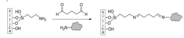 Inmovilización enzimática covalente, sílice mesoporosa modificada con (3-aminopropill) triethoxysilane, reaccionando con Glutaraldehidos y el N-terminal de la enzima.