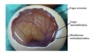 Estructura del embrión de pollo.