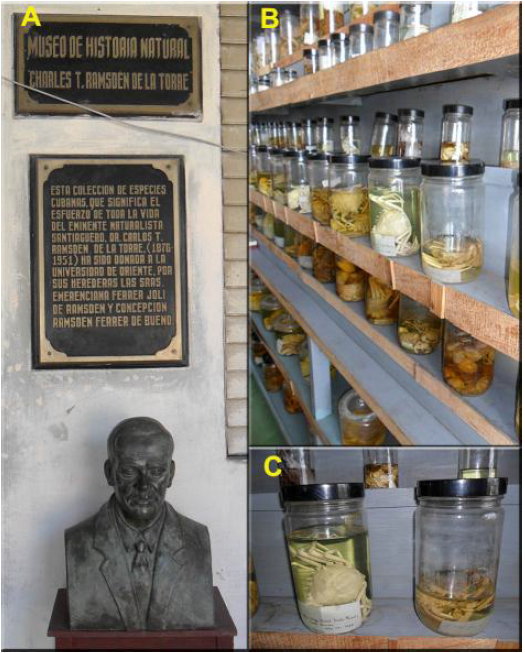 A: Busto y tarja a la entrada del Museo en la Universidad de Oriente, que rememora a Charles Ramsden de la Torre. B y C: Estantes con las colecciones de decápodos conservados en alcohol.