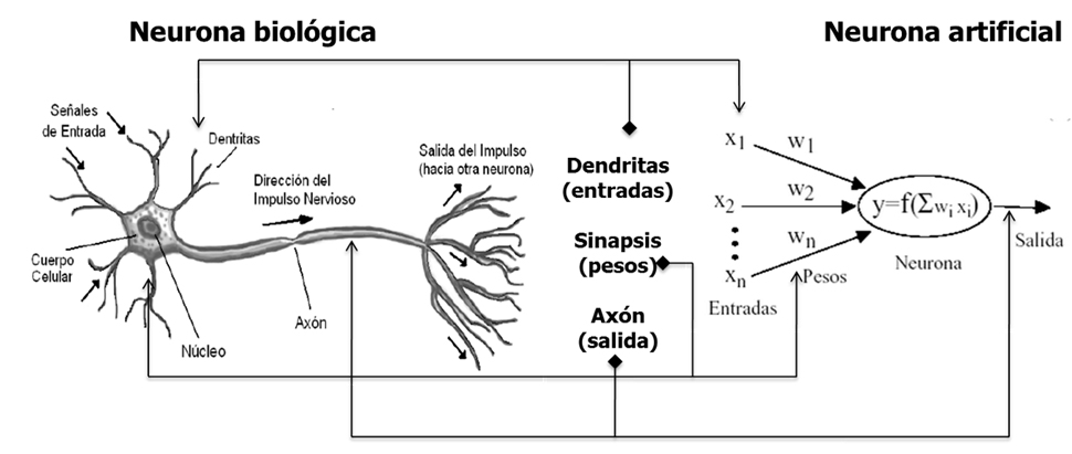 Comparación entre una neurona biológica y una neurona artificial.