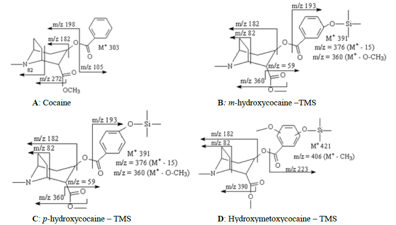 Fragmentation pathway proposed for cocaine and its metabolites.