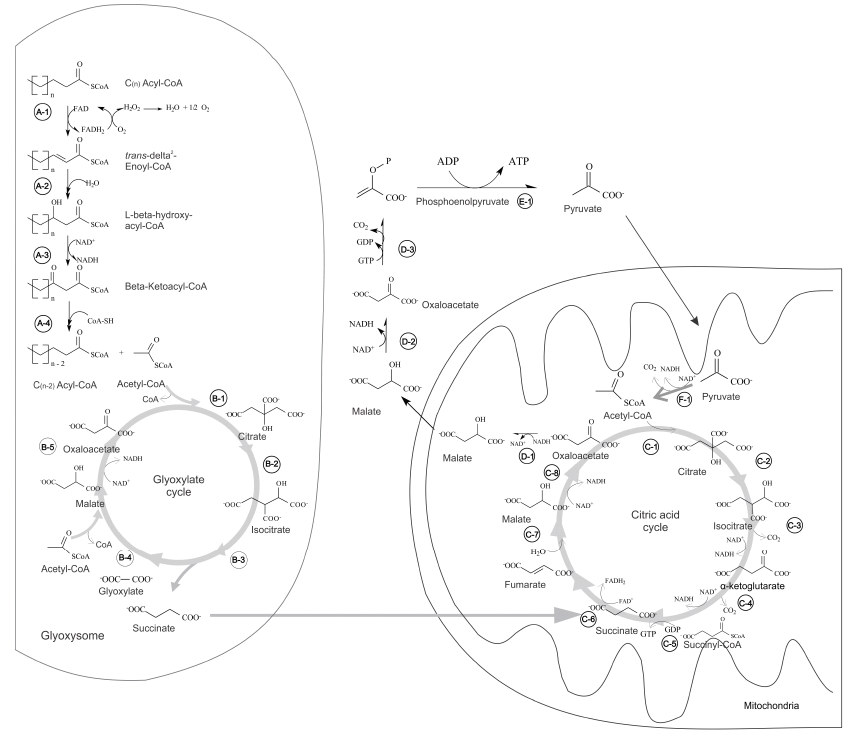 Fatty acids or acetate catabolism to
produce energy through the glyoxylate cycle, evidencing the integration between
β-oxidation
(steps A-1 to A-4), glyoxylate cycle (steps B-1 to B-5), Krebs cycle (steps C-1
through C-8), gluconeogenesis (steps D-1 to D-3) and glycolysis (step E-1).