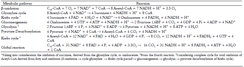 Steps involved in
palmitate catabolism through the glyoxylate cycle.
