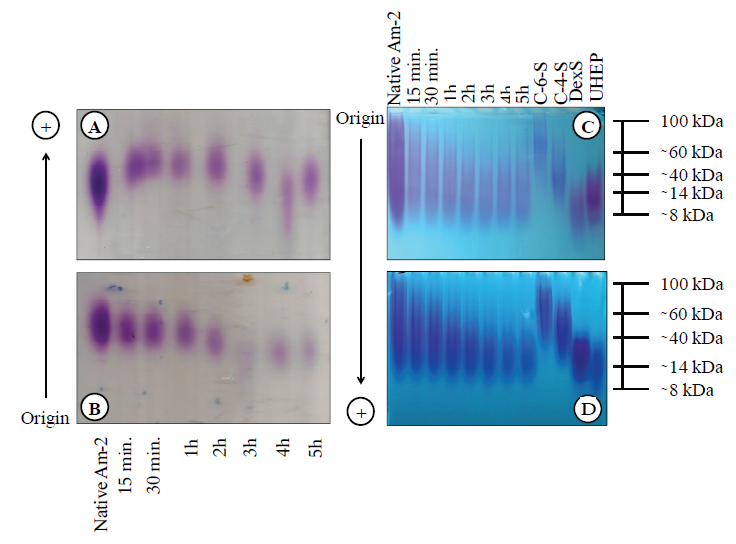 Electrophoresis in
agarose gel (A and B) and in polyacrylamide gel (C and D) after the depolymerization
procedure with 0.02 (A and C) or 0.04 (B and D) M HCl of Am-2, obtained by
DEAE-cellulose, from the red seaweed A. muscoides. Low molecular weight dextran
sulfate ( ̴ 8 kDa, DexS),
unfractionated HEP ( ̴ 14 kDa, UHEP),
chondroitin-4-sulfate ( ̴ 40 kDa, C-4-S) and
chondroitin-6-sulfate ( ̴ 60 kDa, C-6-S) were used
as standards. SPs present on gels were stained with 0.1% toluidine blue.