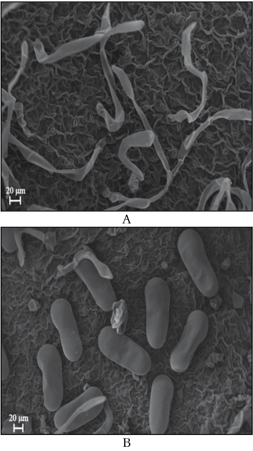 Scanning electron micrographs of adaxial and abaxial leaf surface of Chenopodium
ambrosioides L. A- Glandular and non-glandular tector trichomes
present on abaxial surface. B- Tector trichomes present on the adaxial surface