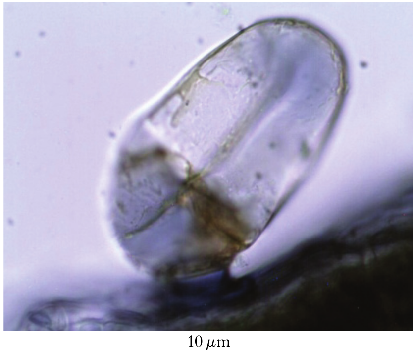 Histochemical characterization of this substance in the vesicular trichomes
(cross section of leaf lamina from Chenopodium ambrosioides L.):
glandular trichome with a positive reaction (blue color) with the Nadi
reagent