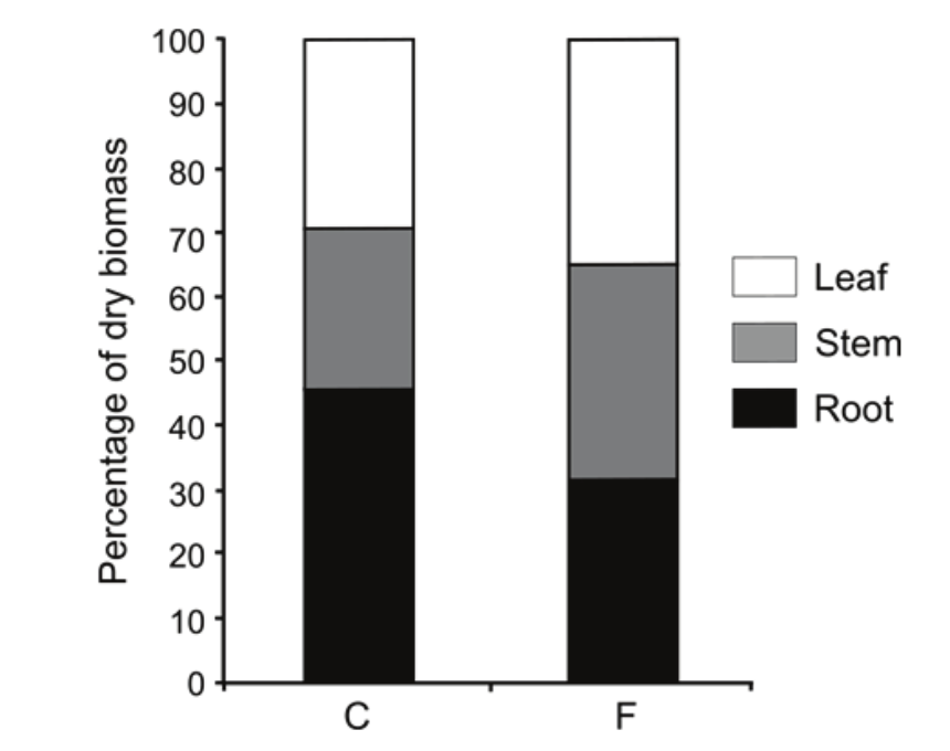 Percentage
of dry biomass of the vegetative organs in the control plants (C) and flooded
plants (F) of Triplaris gardneriana at 90 days of the experiment