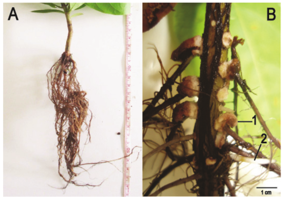 Triplaris gardneriana after 90 days of experiment.
(A) T. gardneriana grown in drained soil. (B) T. gardneriana grown in flooded soil, with
development of hypertrophied lenticels (arrow 1) and adventitious roots (arrow
2) 