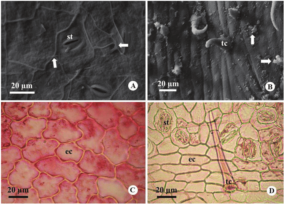 Eletromicrographs
showing epicuticular waxes types in abaxial surface of blade leaf (A) and in
petiole (B) (arrows: A- crystalloids in threads; B- crystalloids in grouped
granules). Photomicrographs of the adaxial surface (C) and abaxial surface (D)
of leaf blade. st= paracytic stomata; tc= simple non-glandular trichome; ec=
epidermal cells