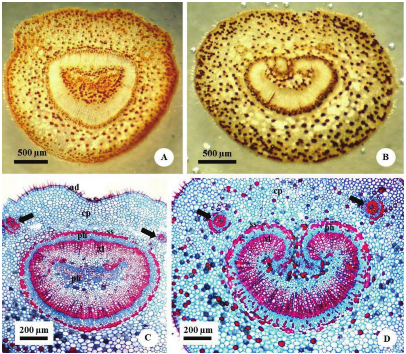 Stereomicrographs
of cross-sections of the petiole: (A) Plan-convex petiole; (B) Circular
petiole. Photomicrographs of cross-sections of the petiole: (C) Cylindrical
collateral bundles in plan-convex petiole; (D) Collateral bundles in U-shape in
circular petiole. Arrow: Isolated bundles amphicribal; cp = cortical
parenchyma; ss = sclerenchyma sheath; ph = phloem; xl = xylem