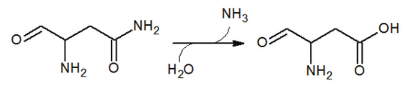 Hydrolysis of
L-asparagine. L-asparaginase catalyzes the hydrolysis of the amide group of
L-asparagine yielding ammonia and L-aspartate